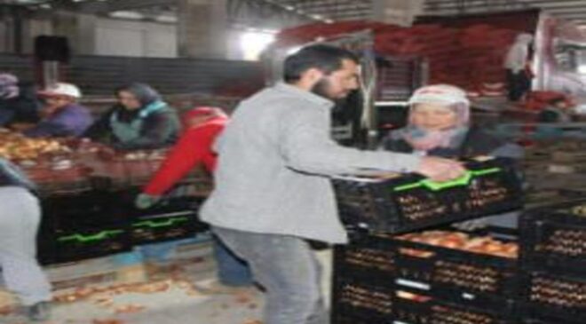 Soğan Amasya’dan Avrupa’ya gönderiliyor